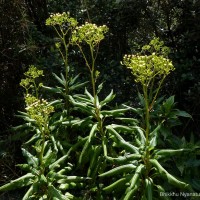 Kleinia walkeri (Wight) M.R.Almeida